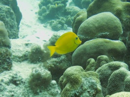 Juvenile Blue Tang IMG 5405